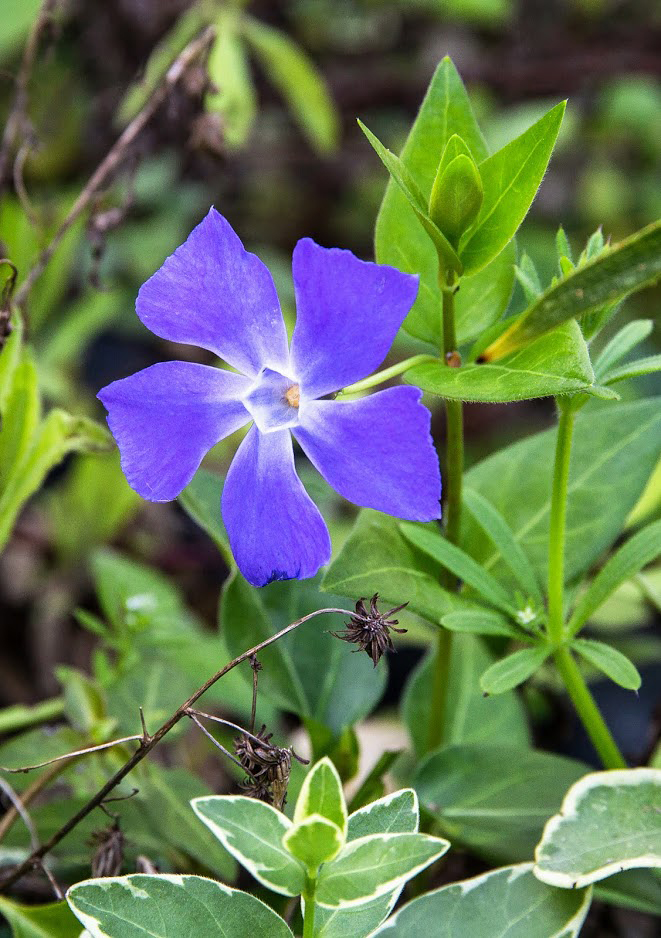 Image of Vinca major specimen.