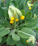 Primula veris