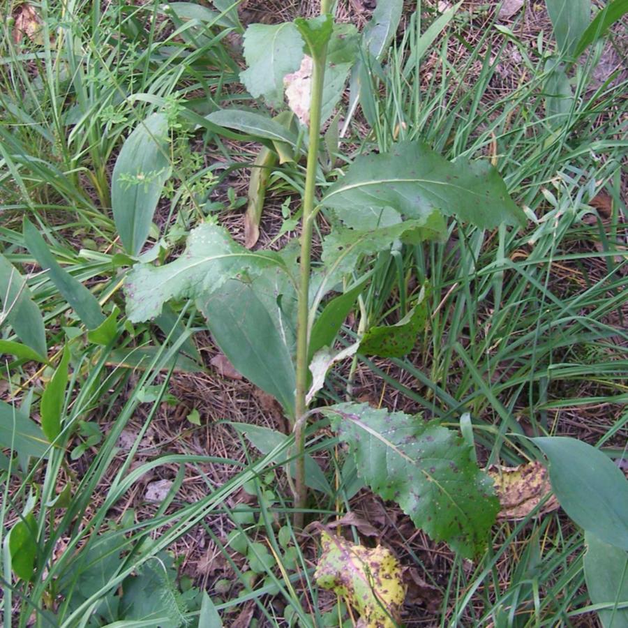 Image of Verbascum lychnitis specimen.