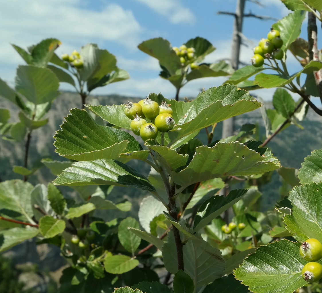 Изображение особи Sorbus taurica.