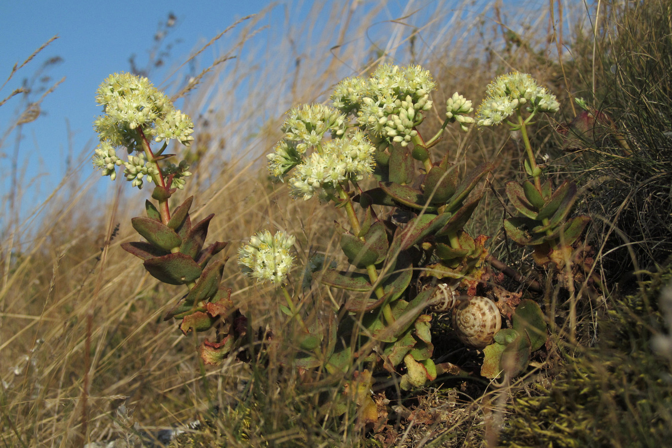 Image of Hylotelephium stepposum specimen.