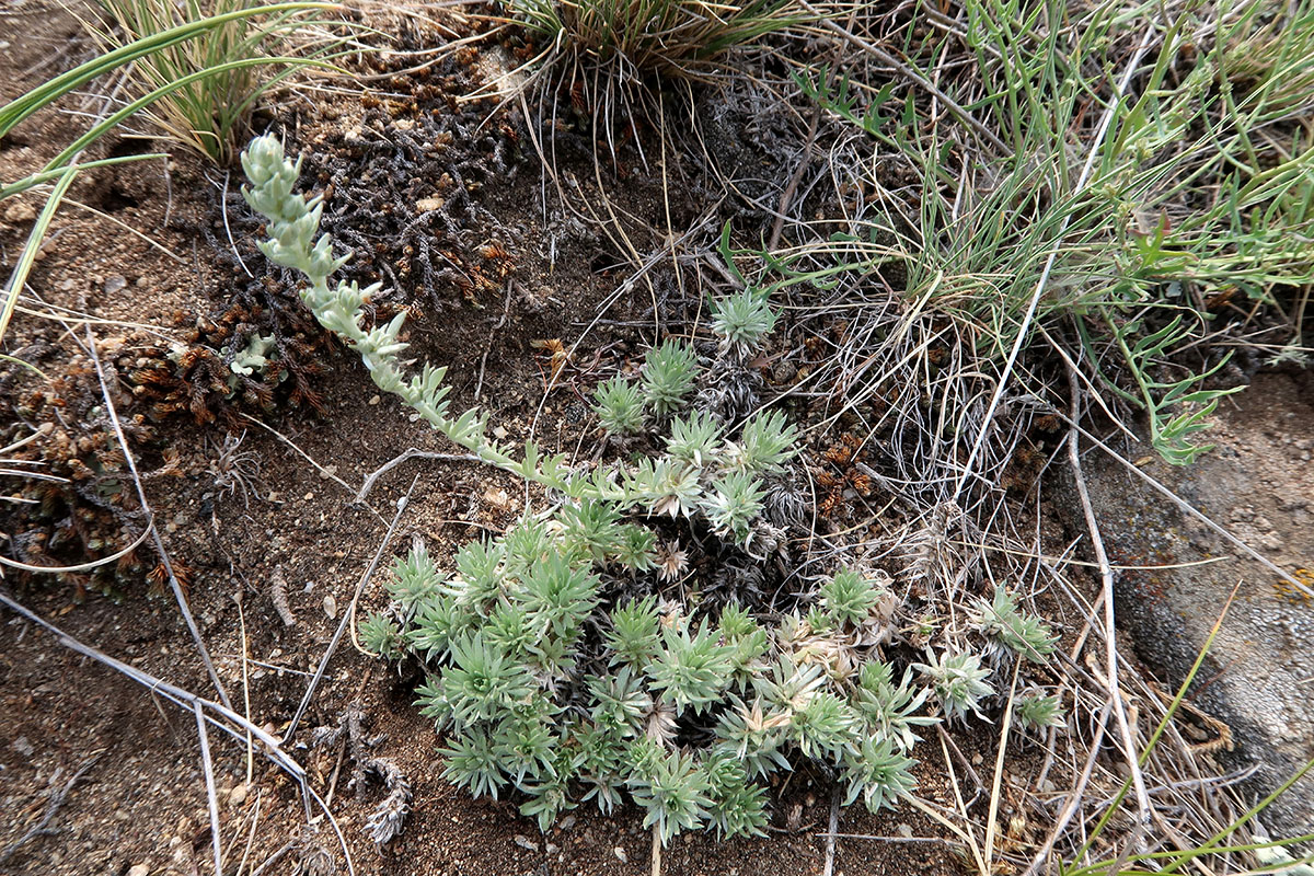 Image of Artemisia cuspidata specimen.