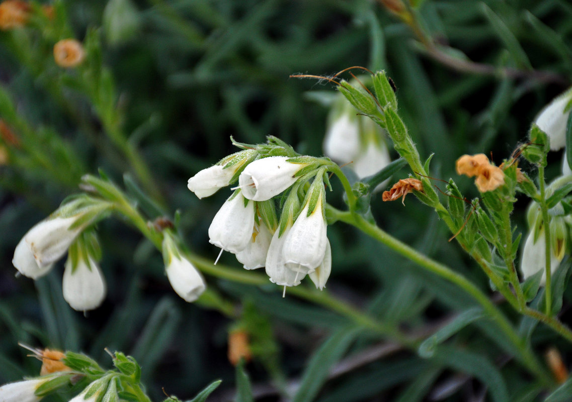 Изображение особи Onosma tanaitica.