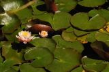 Nymphaea &times; marliacea