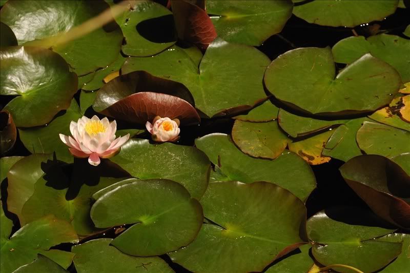 Изображение особи Nymphaea &times; marliacea.