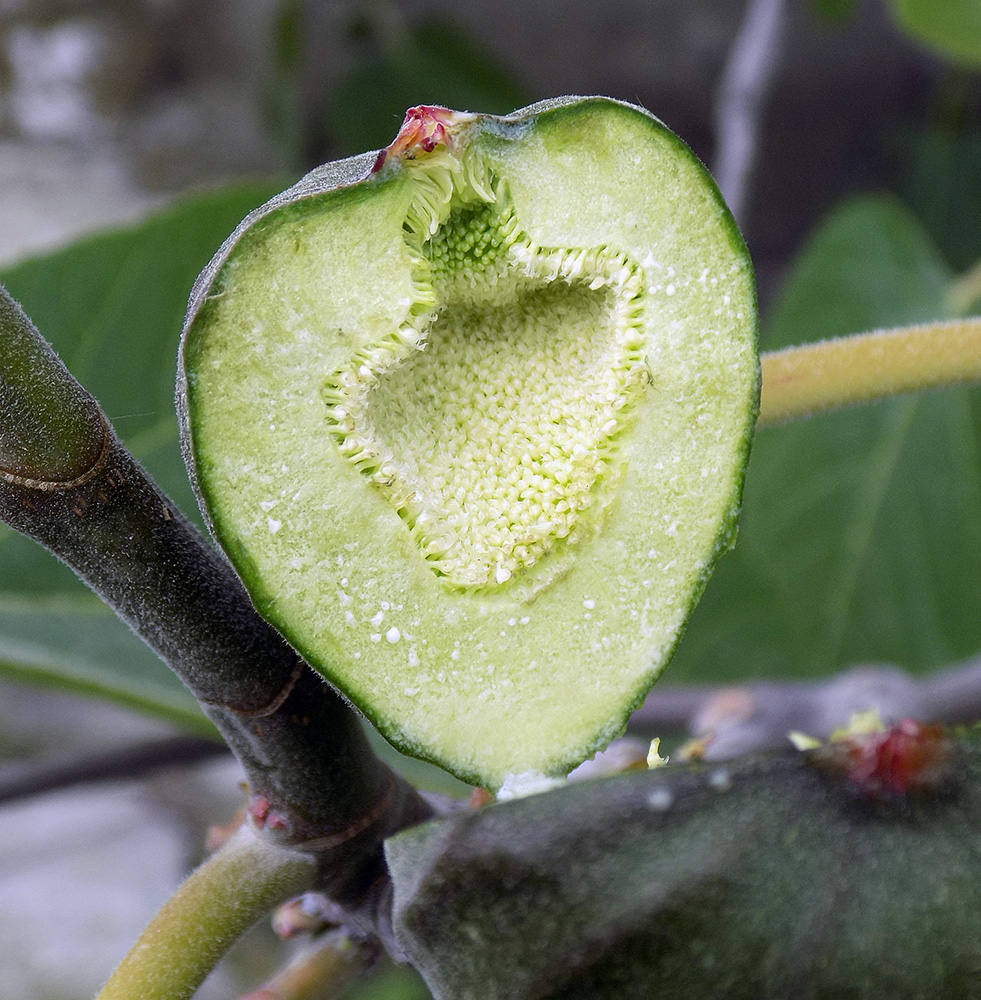 Image of Ficus carica specimen.