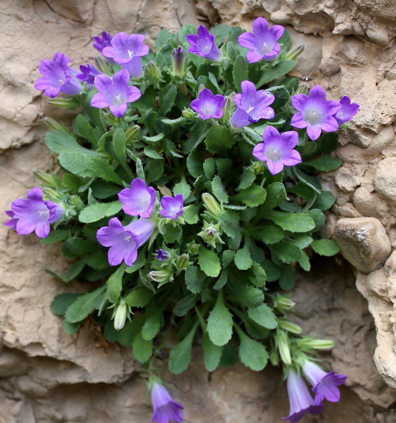 Image of Campanula karakuschensis specimen.