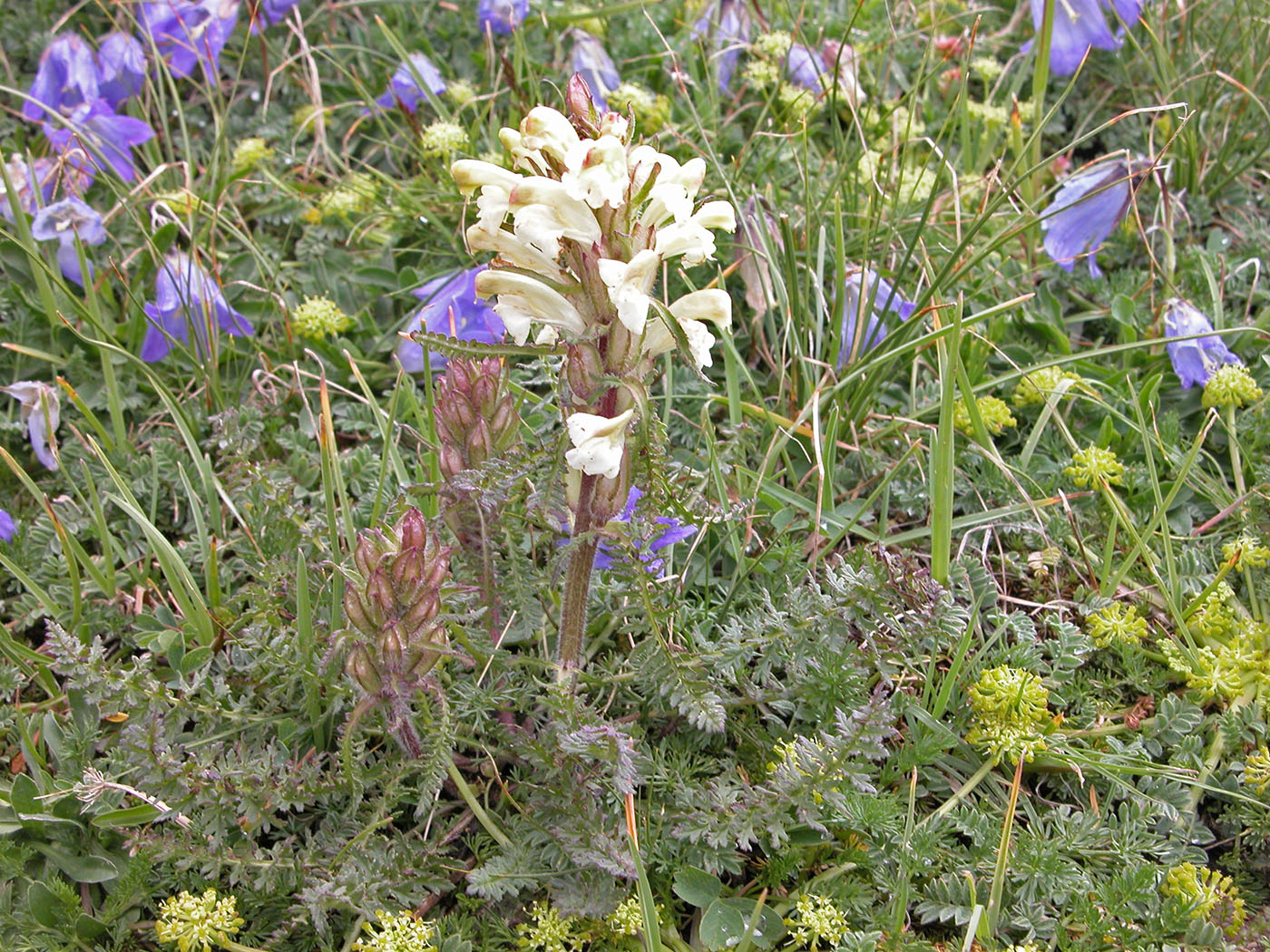 Image of Pedicularis chroorrhyncha specimen.