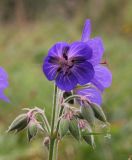 Geranium pratense. Цветок и бутоны. Костромская обл., Кологривский р-н, окр. деревни Козлово, луг в окружении лиственного леса. 28 августа 2020 г.