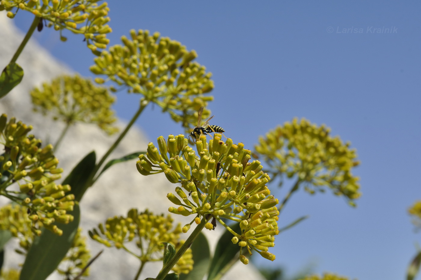 Изображение особи Bupleurum fruticosum.