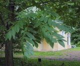 Juglans ailanthifolia variety cordiformis. Листья. Санкт-Петербург, Ботанический сад БИН РАН, дендрарий. 10.09.2020.