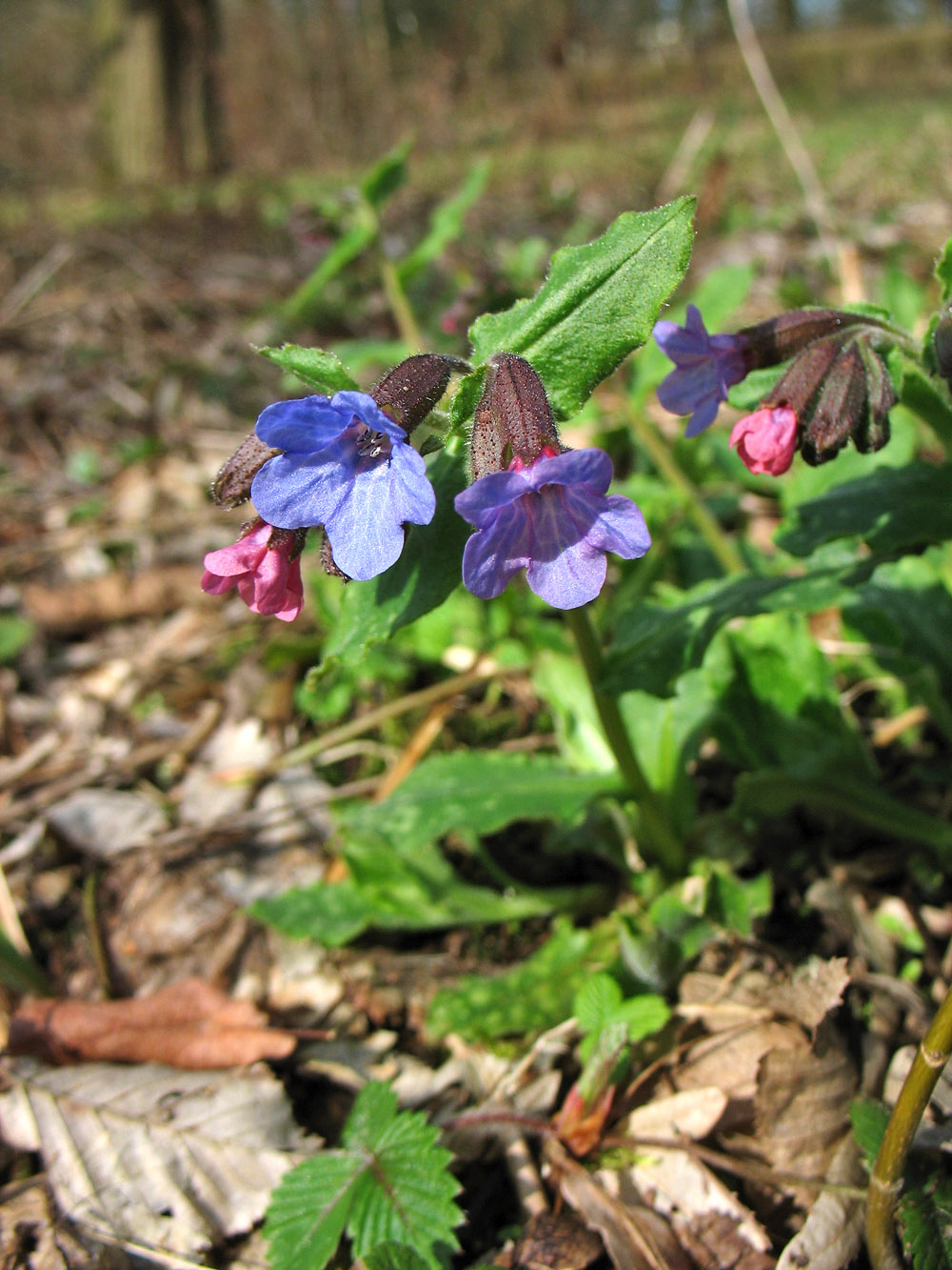 Image of Pulmonaria saccharata specimen.