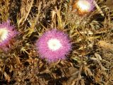 Carlina gummifera