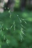 Festuca gigantea. Часть соцветия. Тульская обл., окр. пос. Дубна, опушка лиственного леса Просек. 04.07.2020.