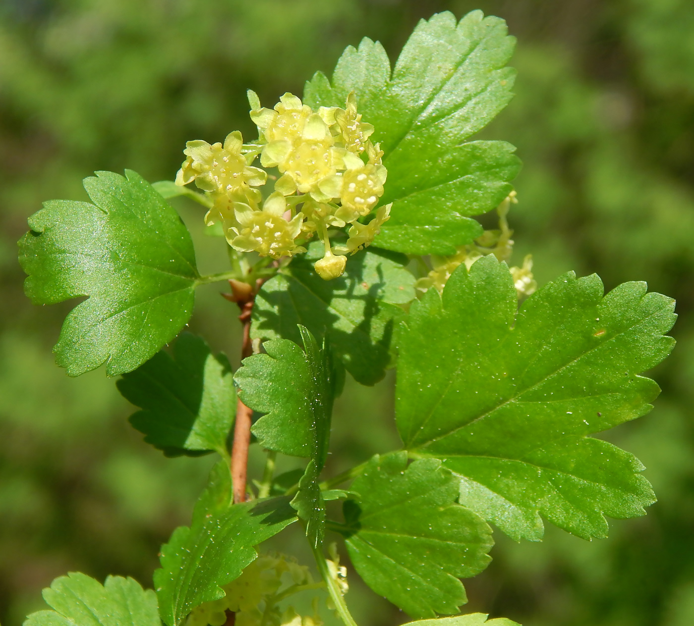 Изображение особи Ribes alpinum.