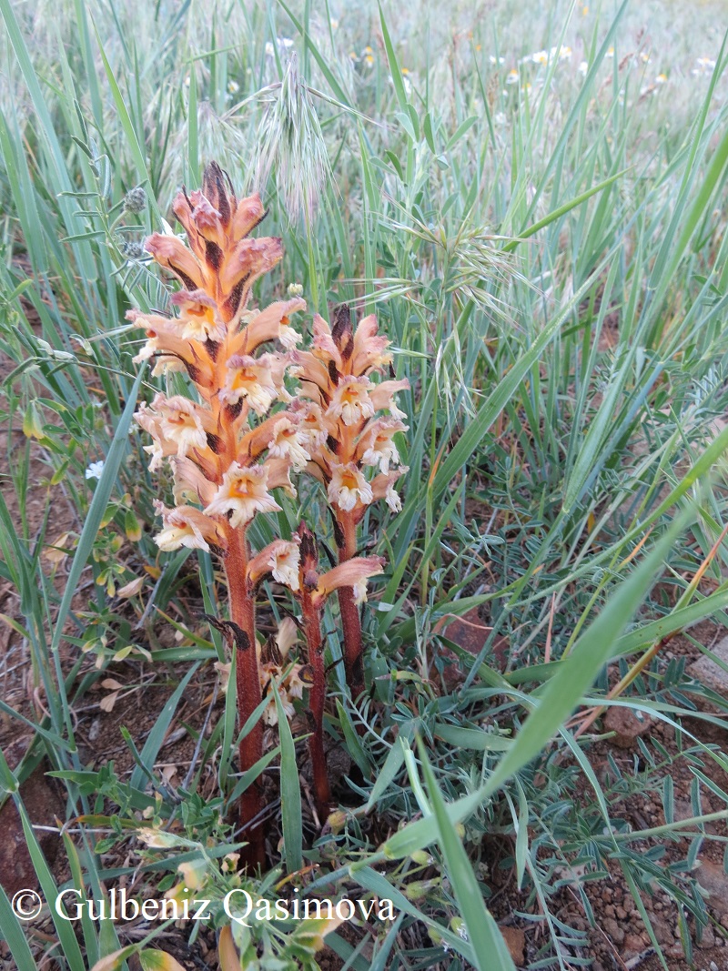 Изображение особи род Orobanche.