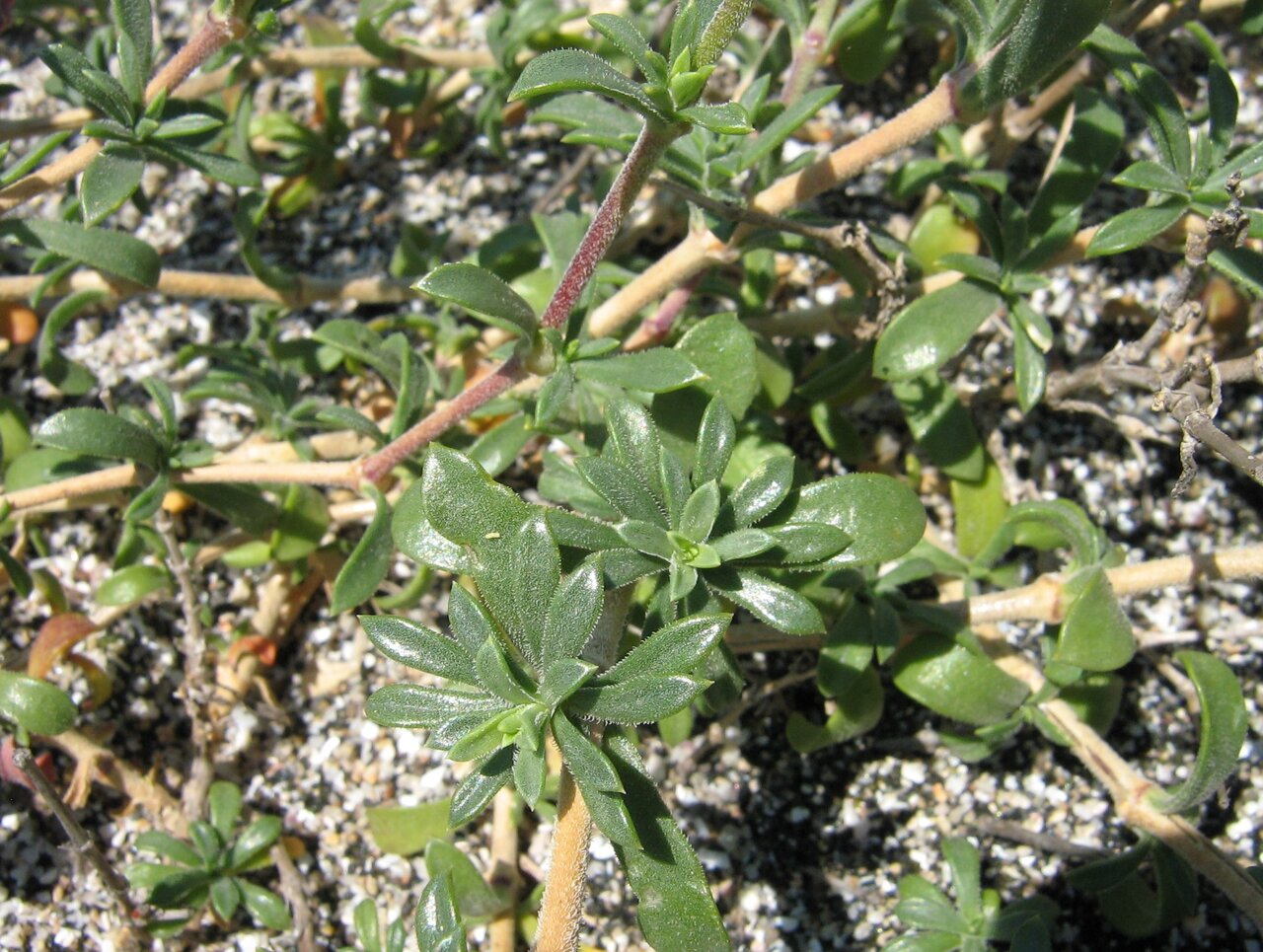 Изображение особи Silene thymifolia.