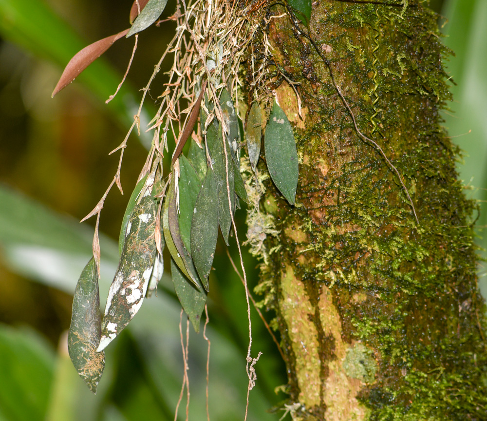 Image of familia Orchidaceae specimen.