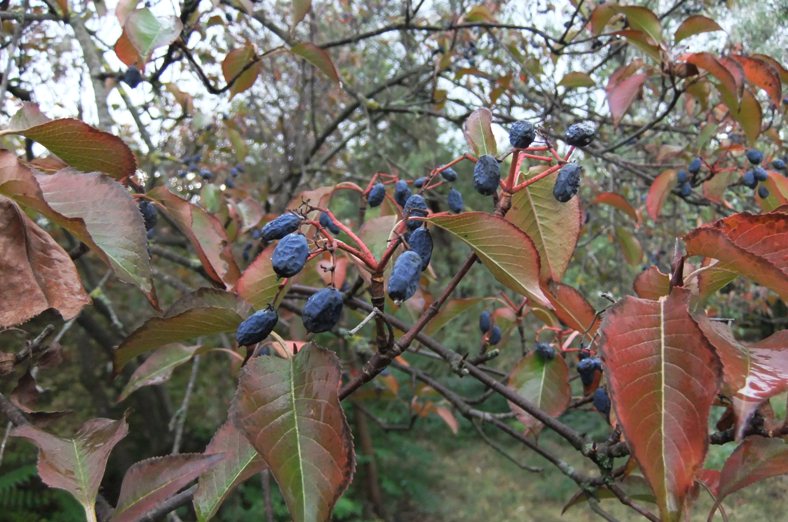 Image of Viburnum lentago specimen.