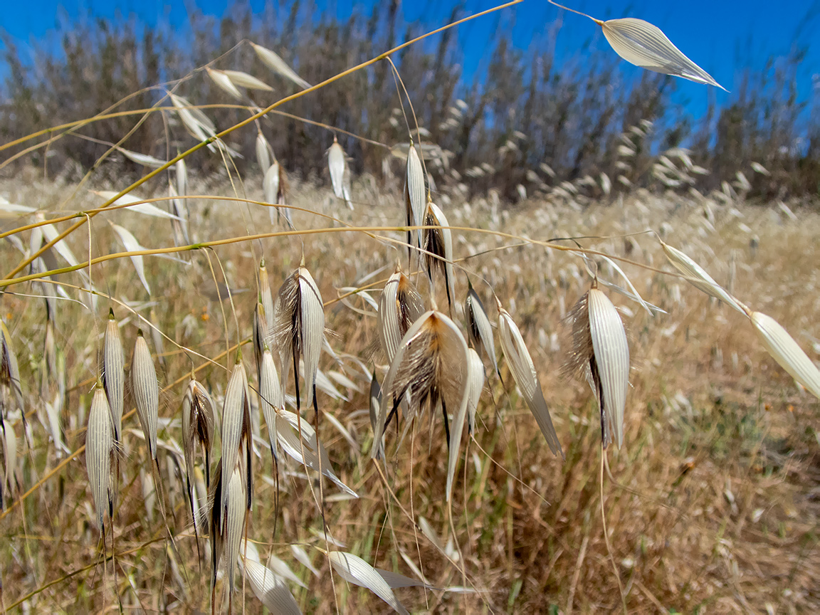 Image of Avena sterilis specimen.