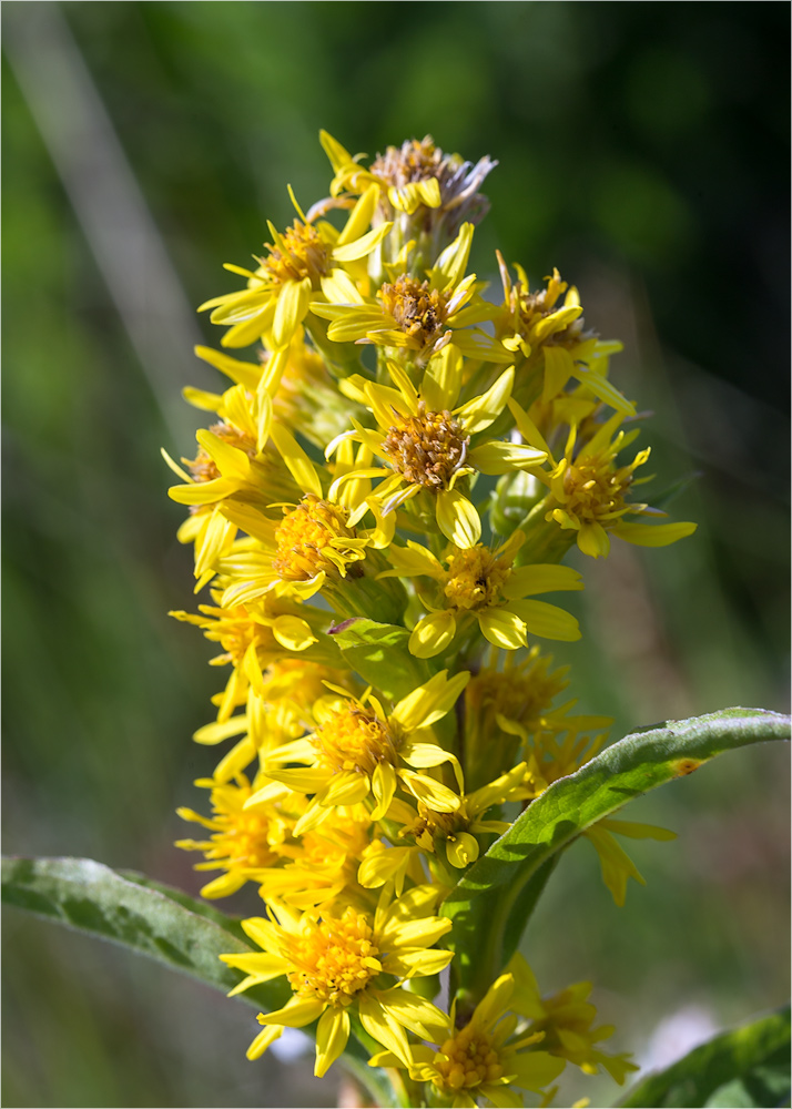 Image of Solidago virgaurea ssp. lapponica specimen.