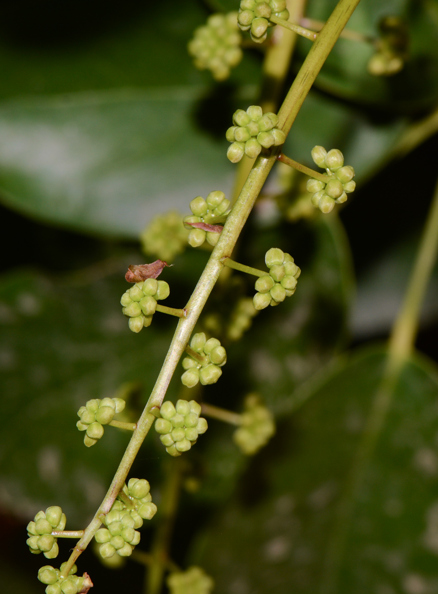 Image of Schefflera digitata specimen.