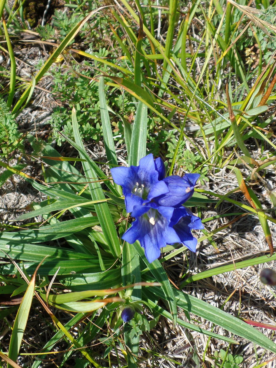 Image of Gentiana decumbens specimen.