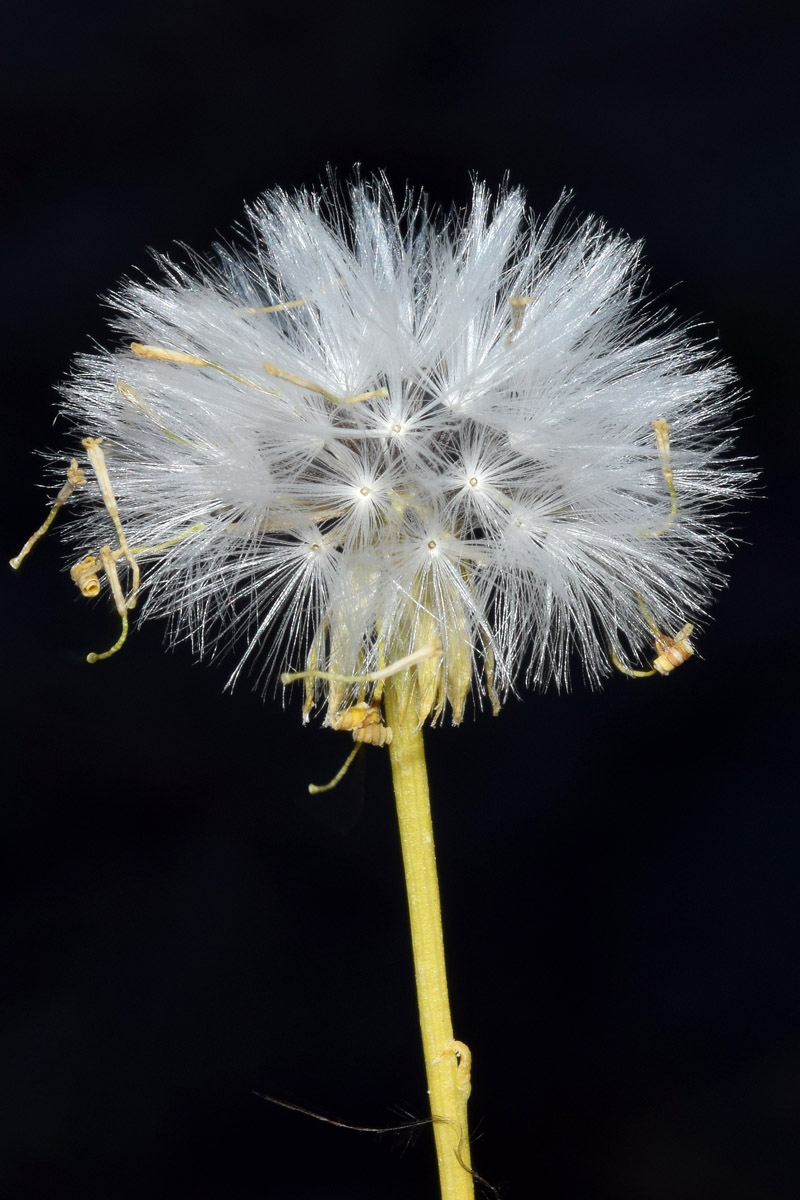 Image of Senecio subdentatus specimen.