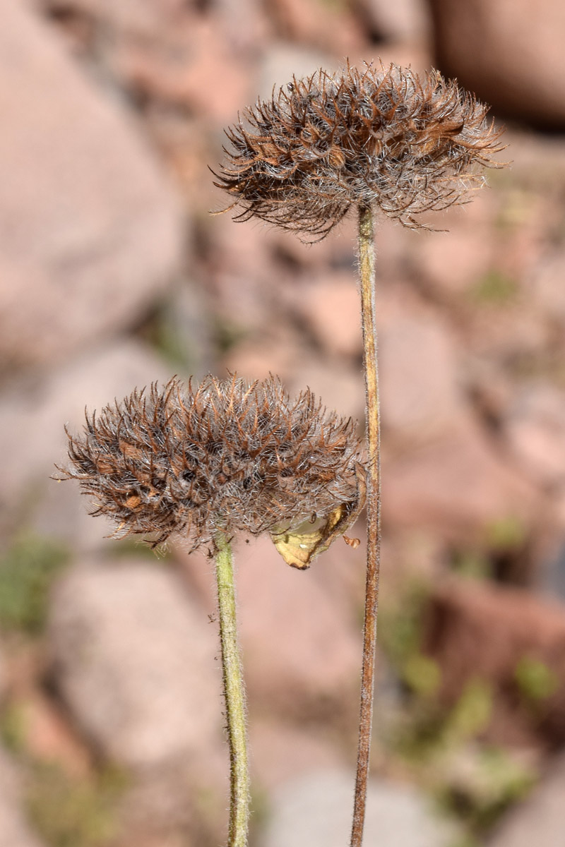 Image of Clinopodium integerrimum specimen.