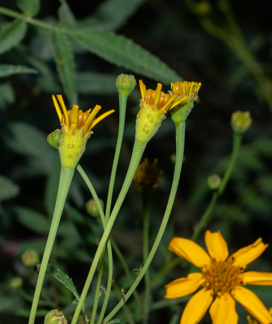 Изображение особи Tagetes lemmonii.