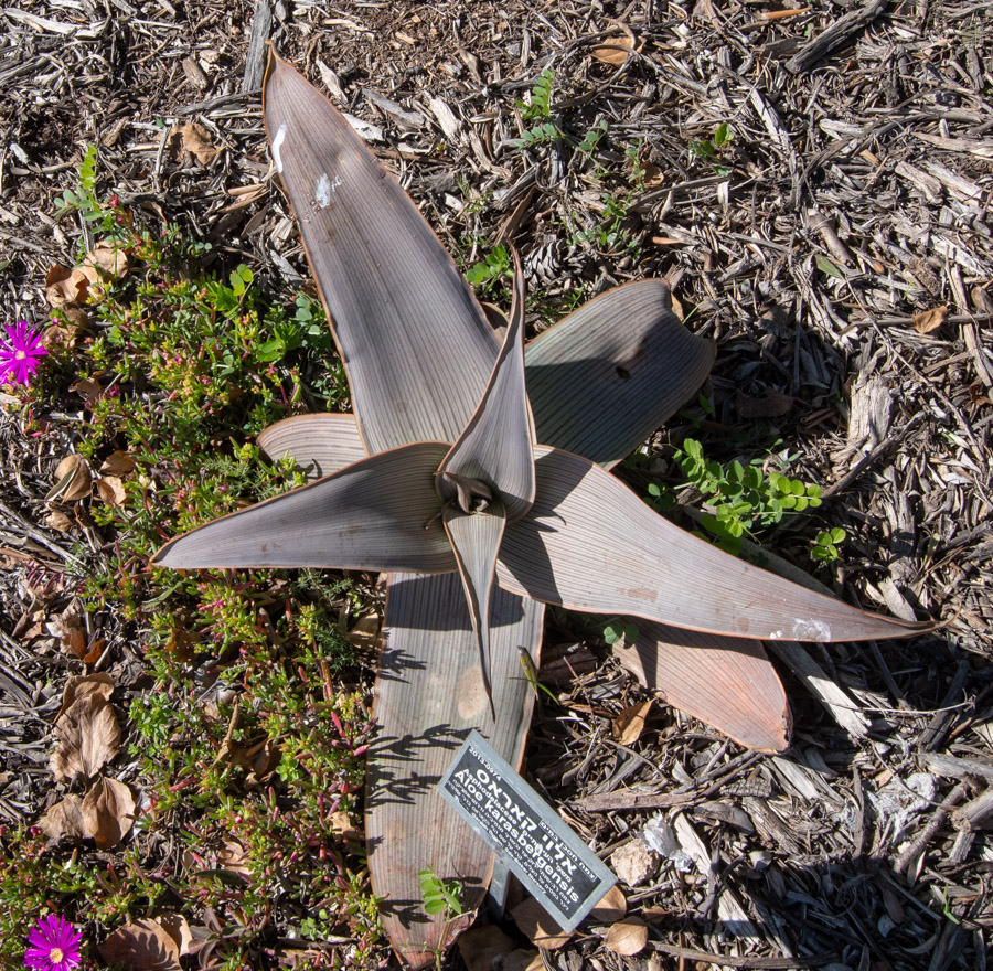 Image of Aloe karasbergensis specimen.