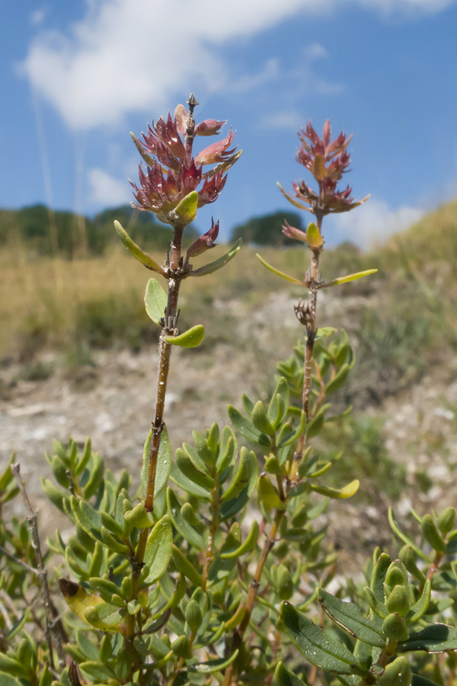 Image of Thymus pulchellus specimen.