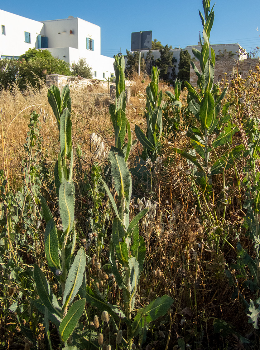 Изображение особи Lactuca virosa.