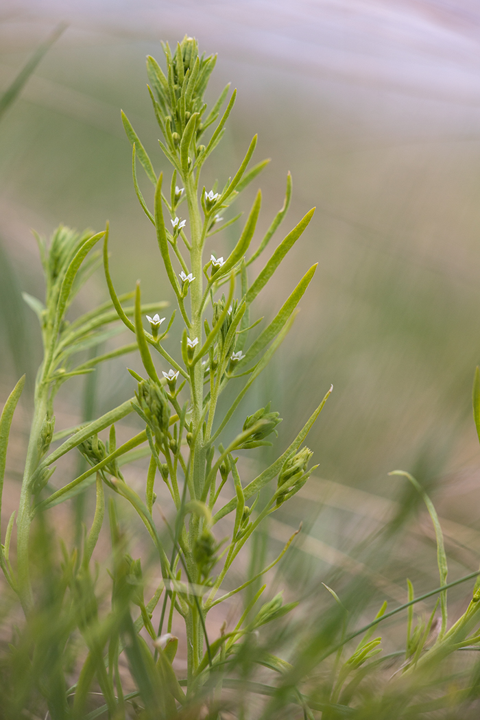 Image of Thesium ramosum specimen.