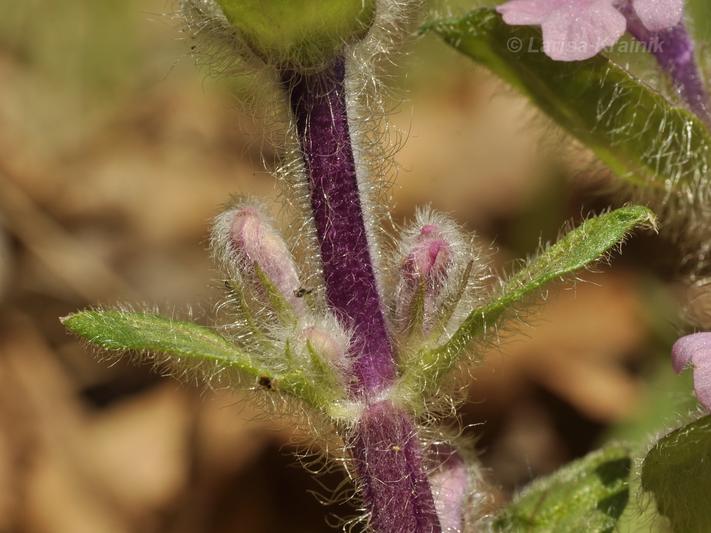 Image of Ajuga multiflora specimen.