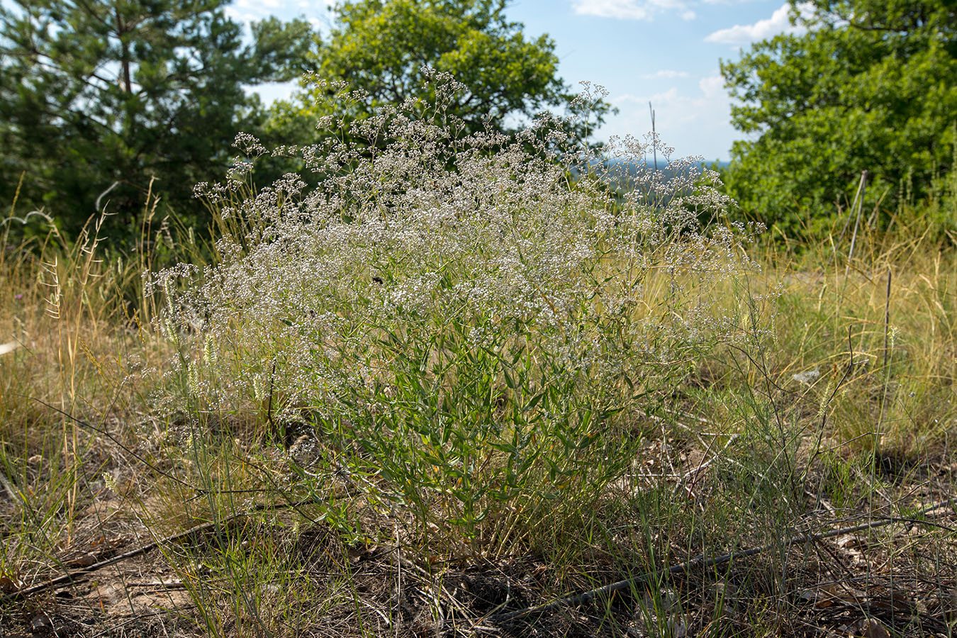 Image of Gypsophila paniculata specimen.