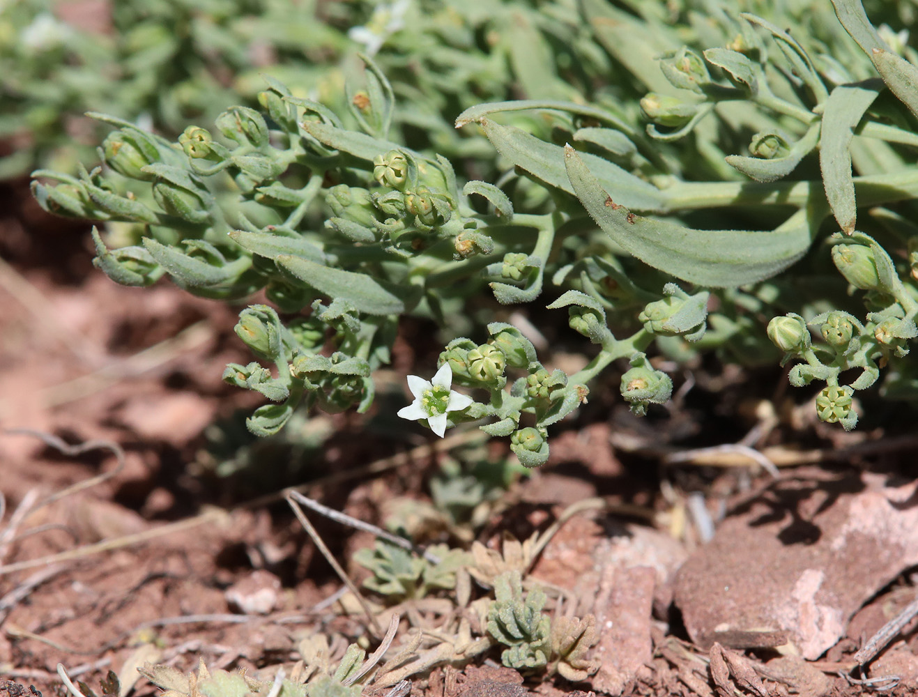 Image of genus Thesium specimen.