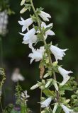 Campanula alliariifolia. Часть соцветия. Северная Осетия, Алагирский р-н, Куртатинское ущелье, Кадаргаванский каньон, луговой склон. 23.07.2022.