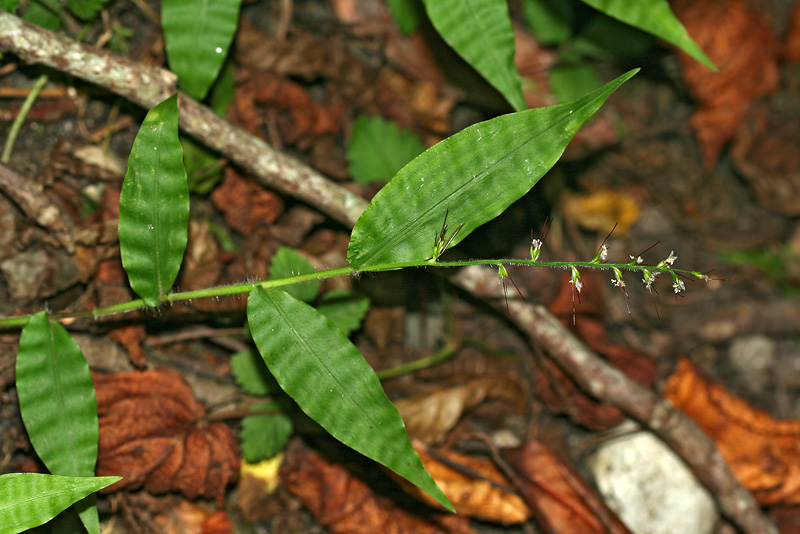 Image of Oplismenus undulatifolius specimen.