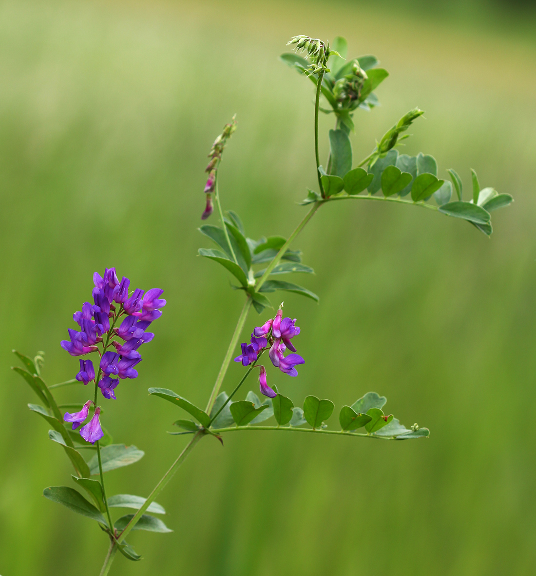 Изображение особи Vicia amoena.