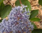 Ceanothus × delileanus