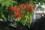 Delonix regia. Верхушки веток с соцветиями и зреющими плодами. Израиль, г. Бат-Ям, в культуре 20.10.2022.