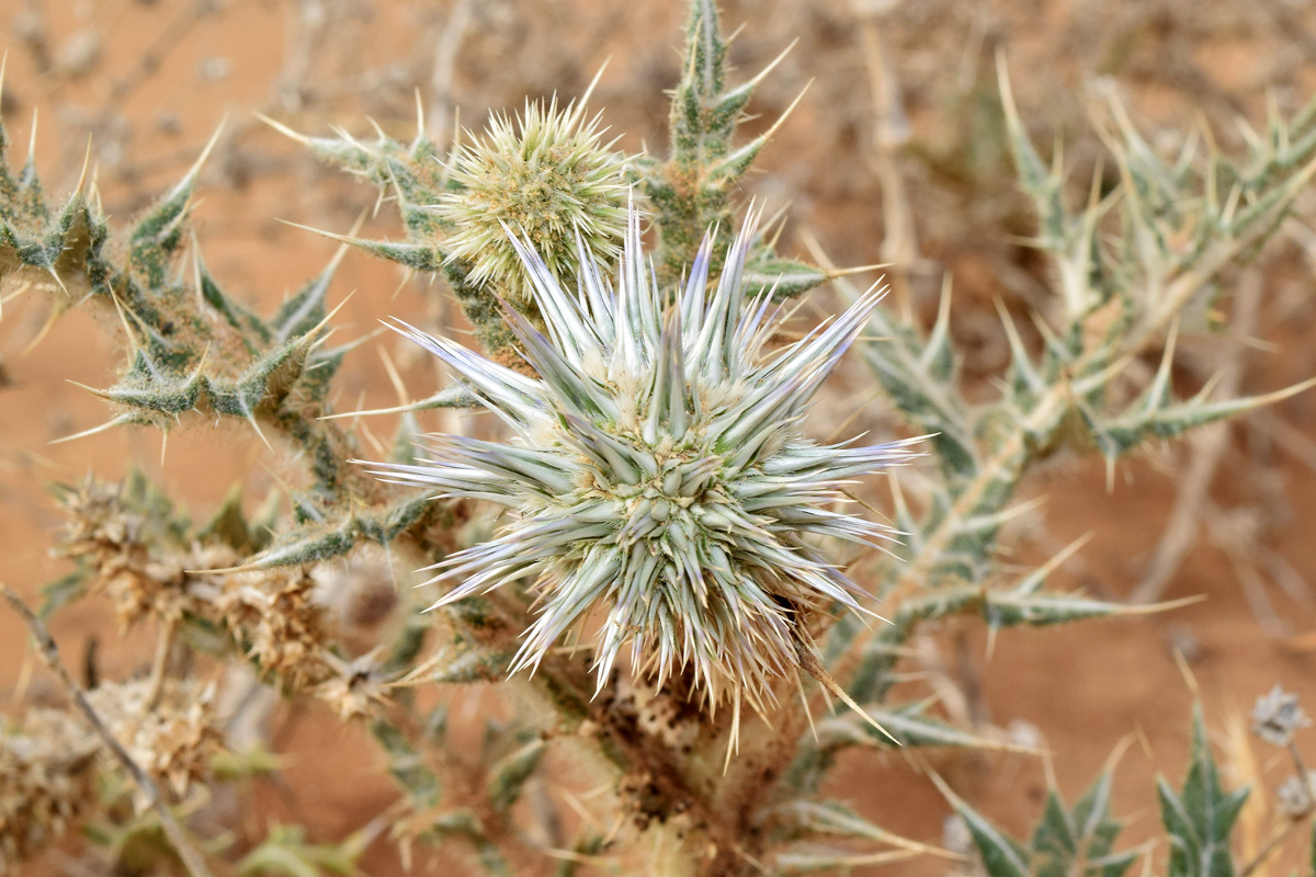 Image of Echinops leucographus specimen.