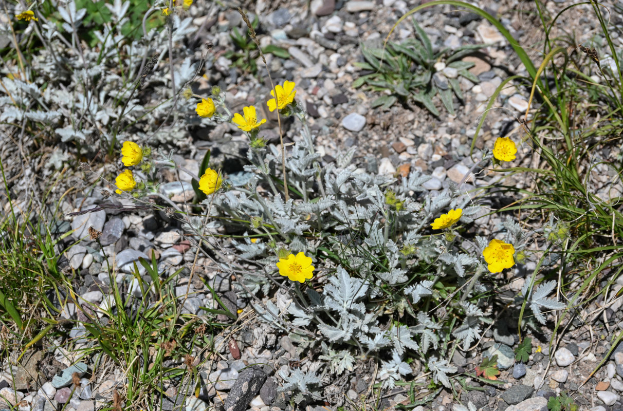 Изображение особи Potentilla hololeuca.