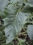 Silphium perfoliatum. Лист, повреждённый насекомыми. Москва, ГБС, экспозиция растений природной флоры России. 15.09.2022.