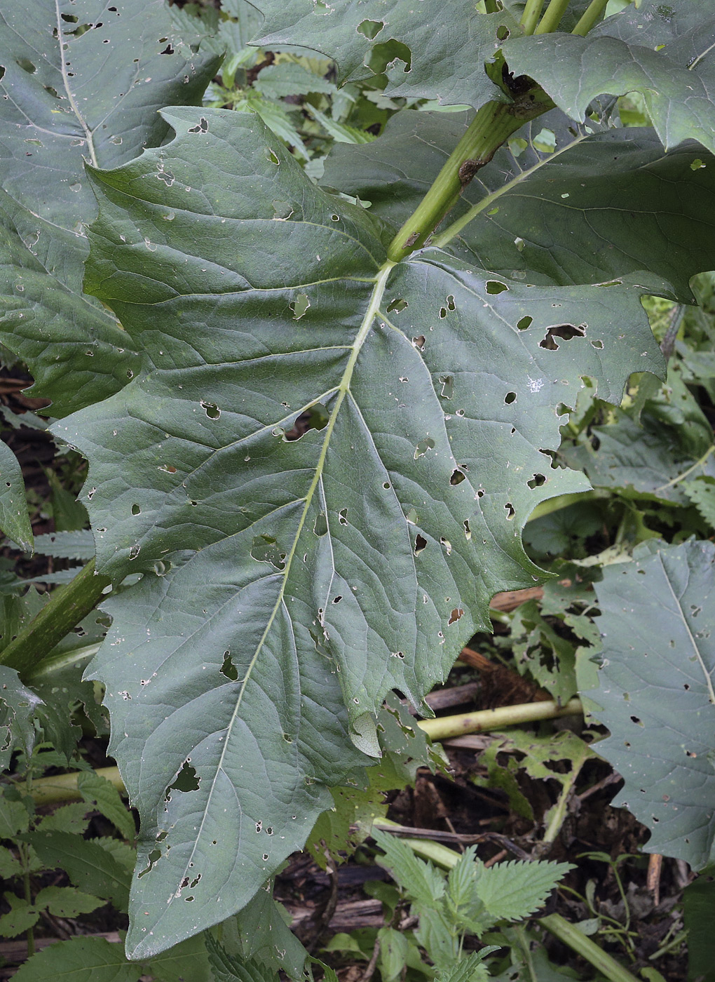 Image of Silphium perfoliatum specimen.