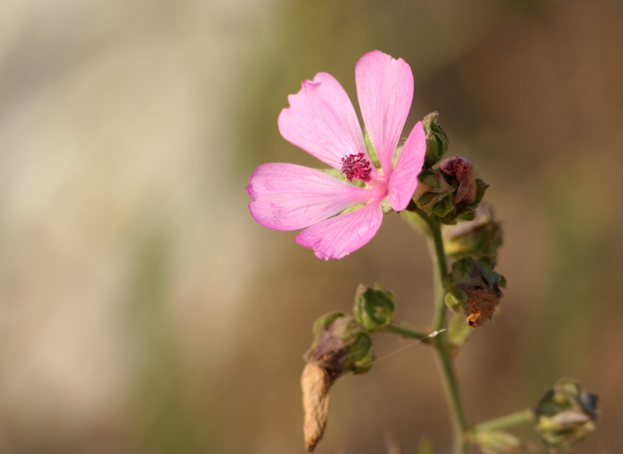 Image of Althaea cannabina specimen.