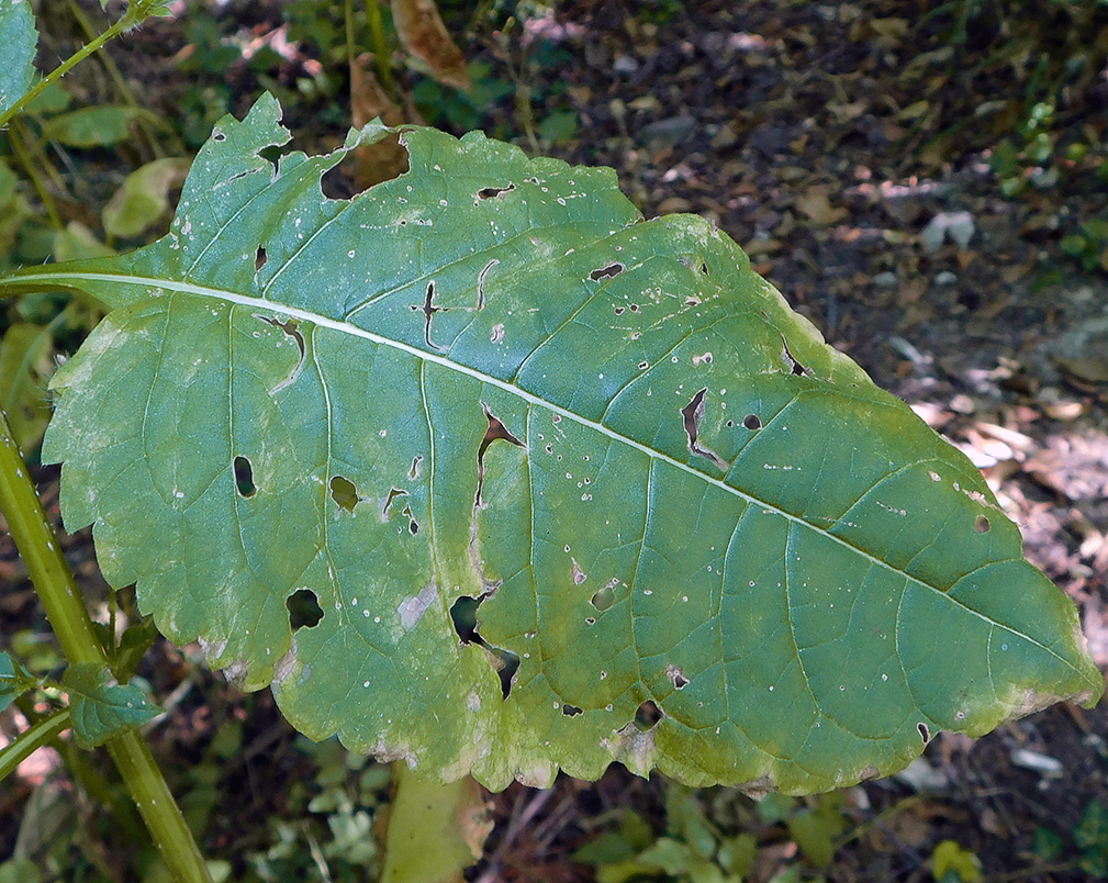 Image of Dipsacus pilosus specimen.