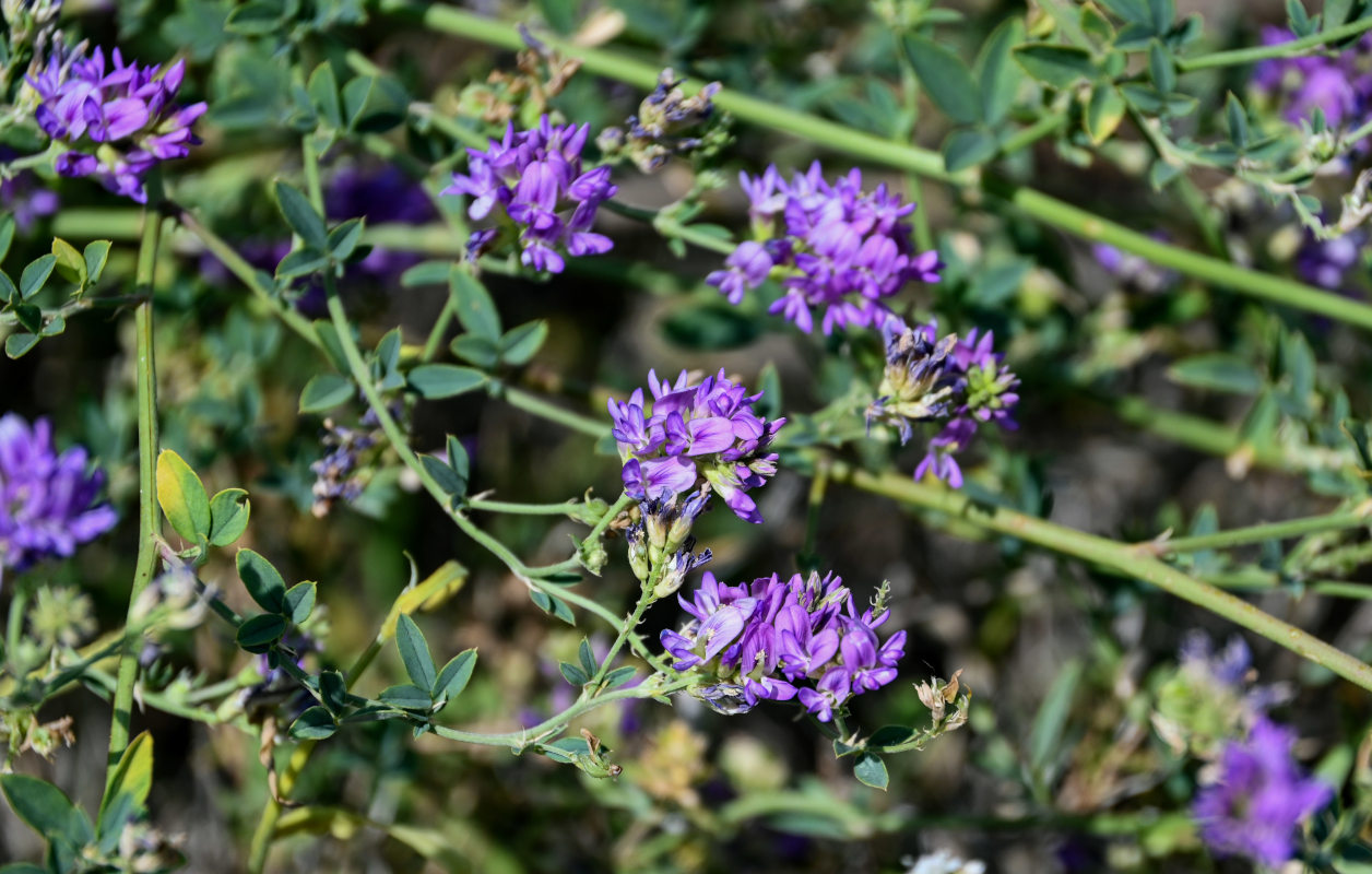 Image of Medicago sativa specimen.