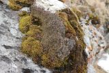 genus Cladonia. Таллом с подециями. Адыгея, Кавказский биосферный заповедник, хр. Каменное Море, выс. ≈ 2000 м н.у.м., на поросшей мхом скале. 01.05.21023.